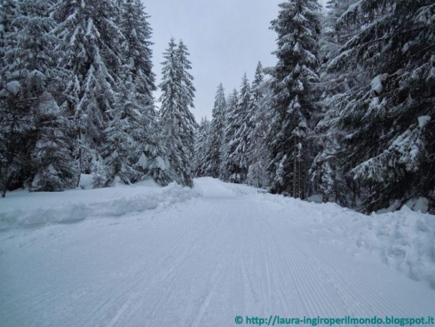 san-candido-gallo-rosso-alta-pusteria-slittino