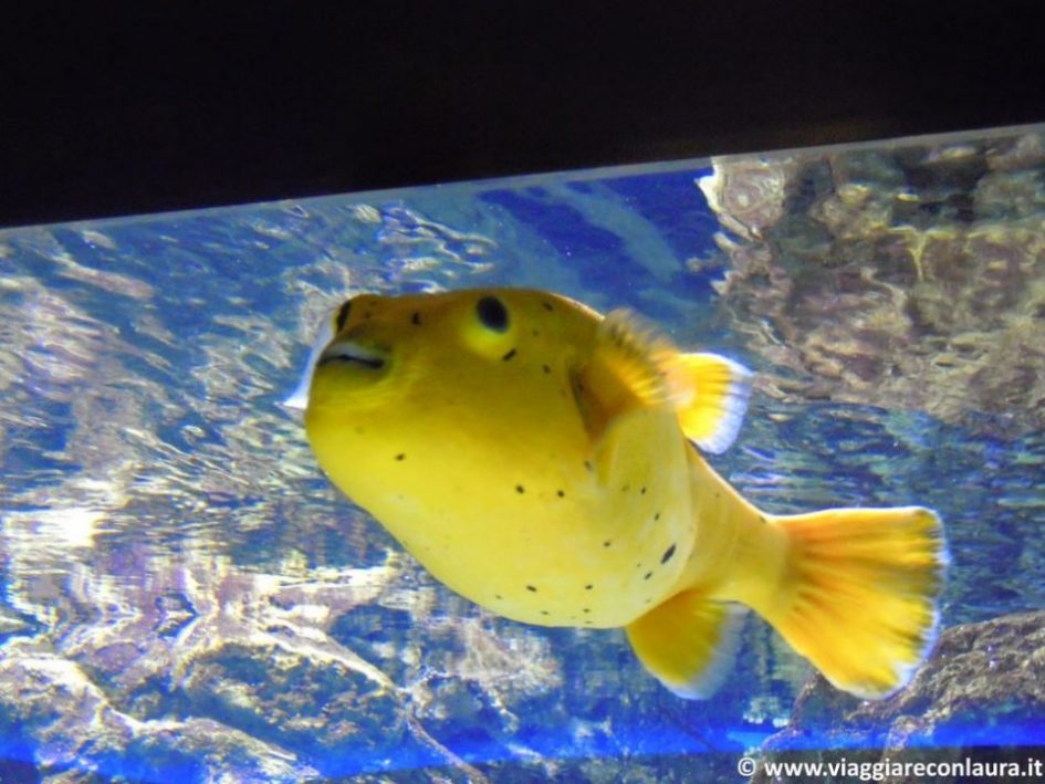 istanbul-cosa-vedere-6-giorni-acquario