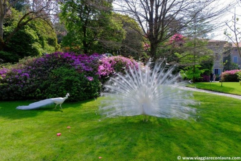 isola madre isole borromee lago maggiore