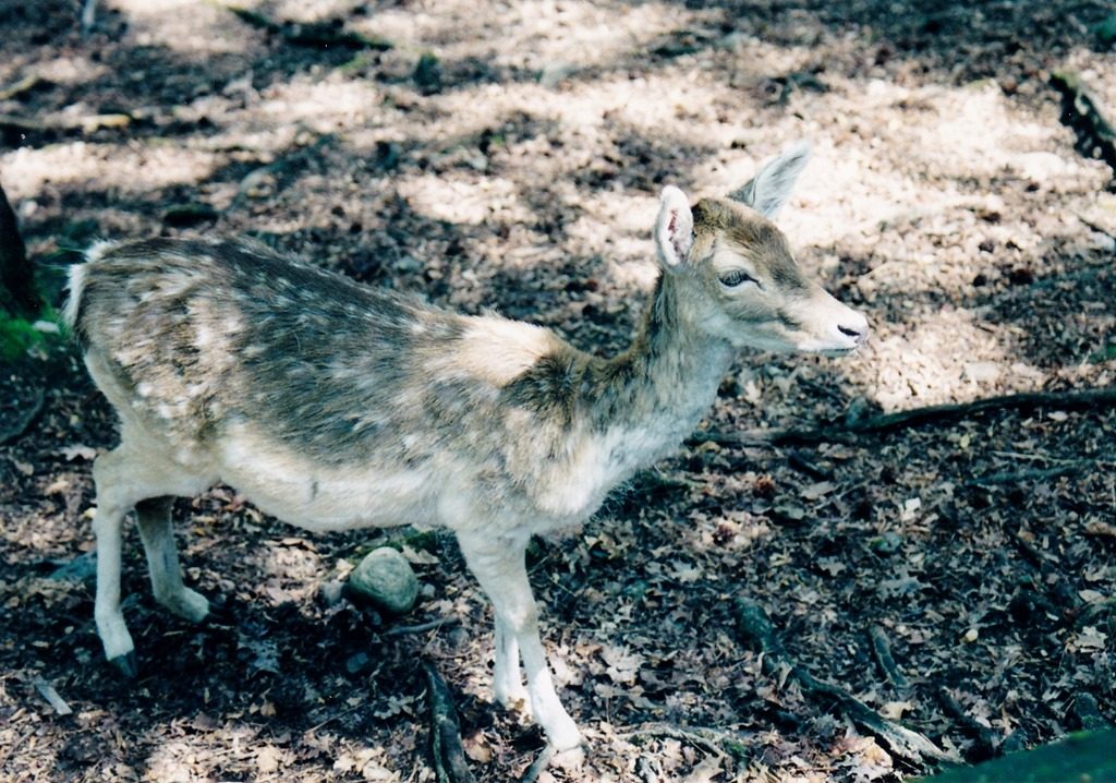 parco-villa-pallavicino-stresa-lago-maggiore