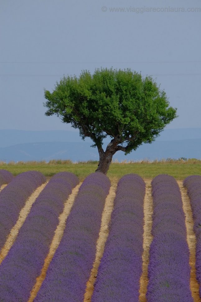 itinerari della lavanda in provenza