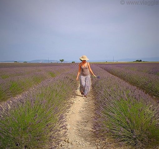 strade della lavanda