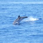 Avvistamento balene Liguria. Tutte le informazioni