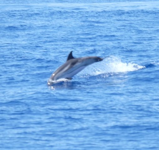 avvistamento balene liguria - stenella striata