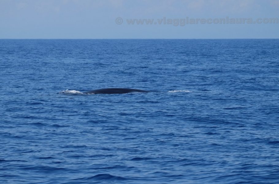 balenottera comune avvistamento liguria