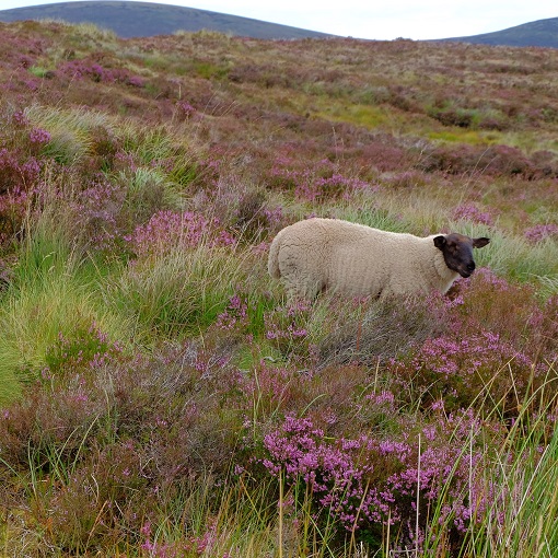 wicklow mountains ireland