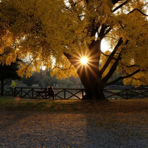 L’albero Ginkgo Biloba. Un autunno giallo banana